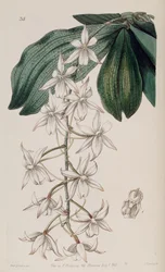 Aerangis biloba (as syn. Angraecum bilobum)